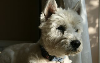 La Graviere - Tosh - The wonder westie