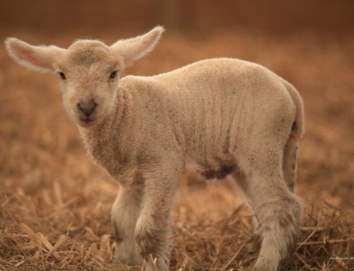 First Lambs of 2019