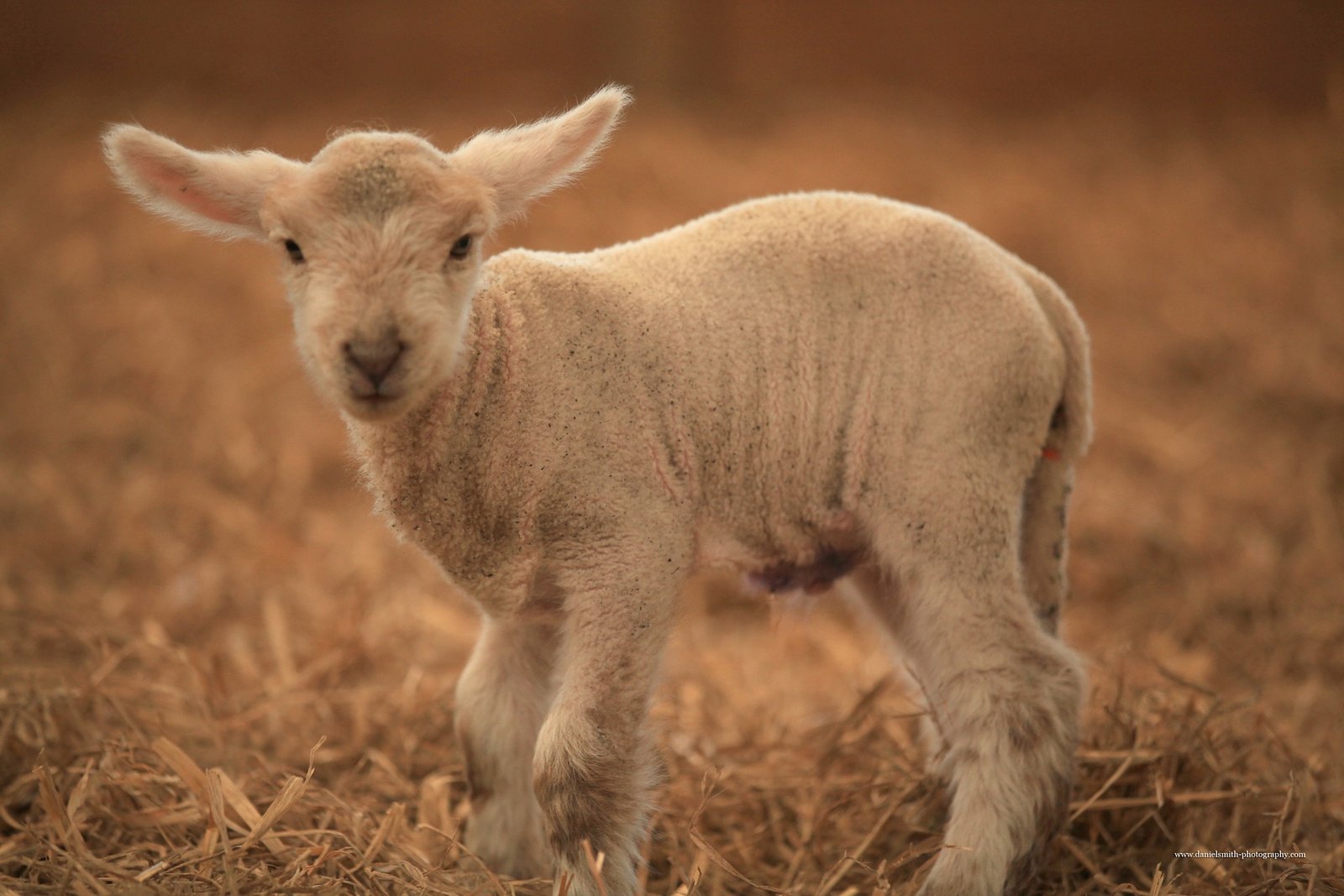 La Gravier - first lamb-2019