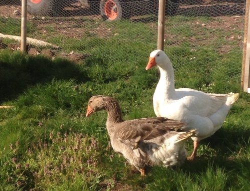 Geese – Latest residents