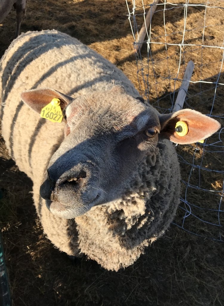 La Graviere – Roger the ram La Graviere - Roger the ram
