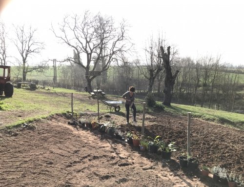 Digging for a bumper crop….