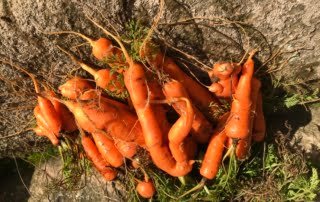 La Graviere - Carrots 2019