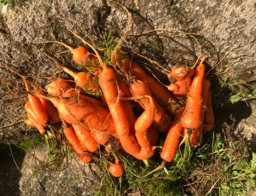 Last of the 2019 carrot crop
