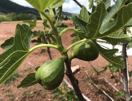 Figs in April!