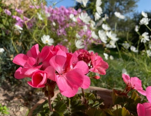 Autumn what Autumn …. Amazing October Sunshine