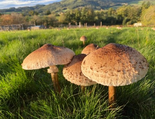 Mushroom Madness: A Wild Harvest in Our Field